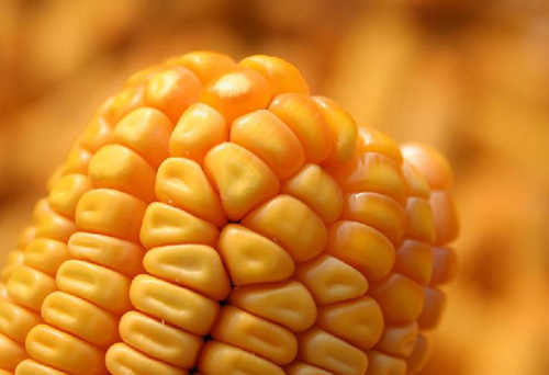 B超探头维修,维修兽用B超