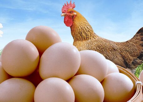 兽用B超_乐福畜牧