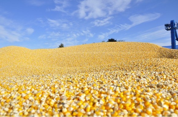 5%饲料企业独占60%进口配额 95%的小型饲料厂将&ldquo;被洗牌&rdquo;