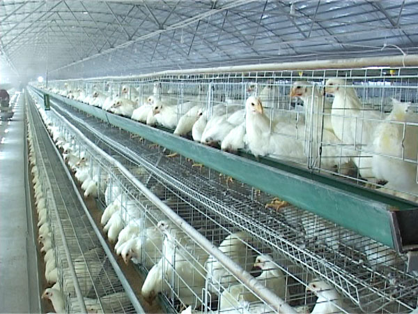 兽用B超_乐福畜牧