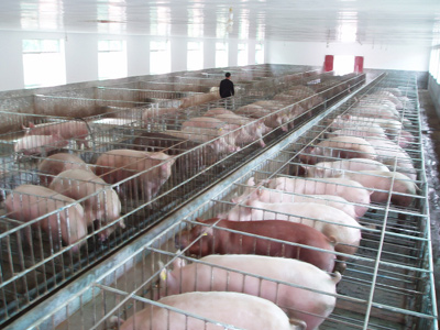 2015年中国生猪产业发展问题和政策分析