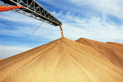 玉米临储是否最后一年？大家做个准备吧