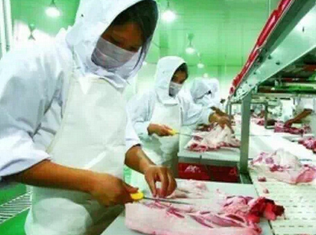 进口背膘仪 进口兽用B超 探头加油